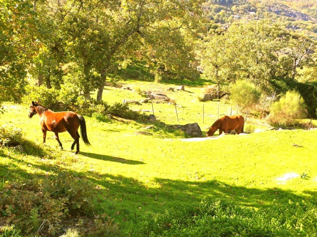 Marvão 퀸타 도 마르바오 게스트하우스 객실 사진
