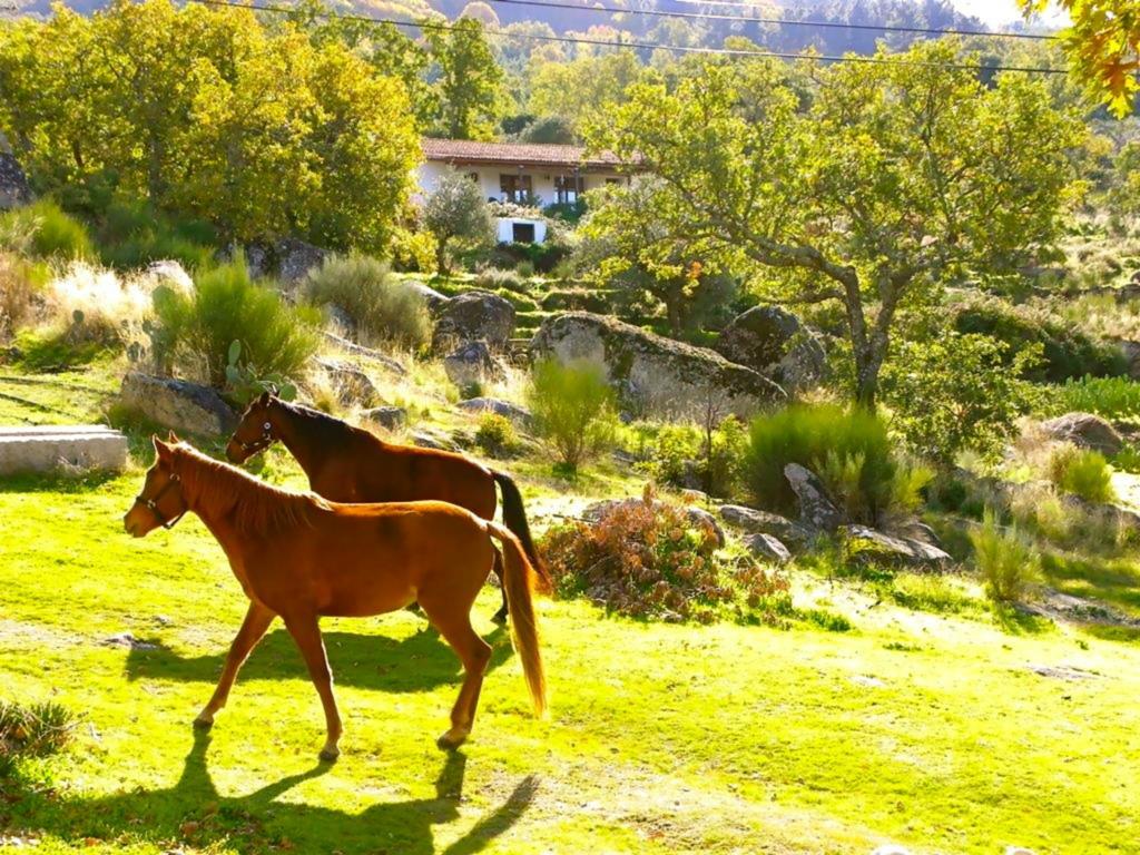 Marvão 퀸타 도 마르바오 게스트하우스 객실 사진